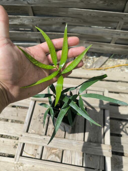 Zamia inermis - Image 2