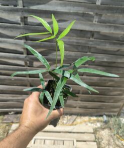 Zamia inermis