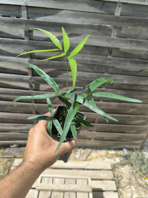 Zamia inermis