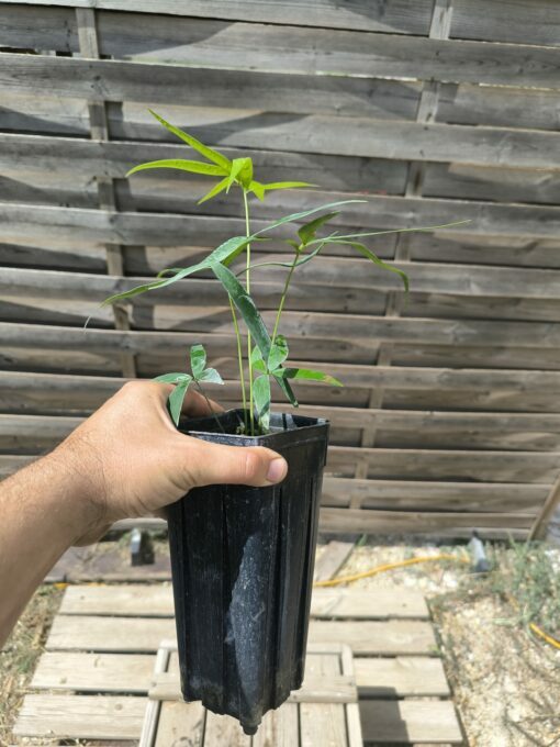 Zamia inermis - Image 5