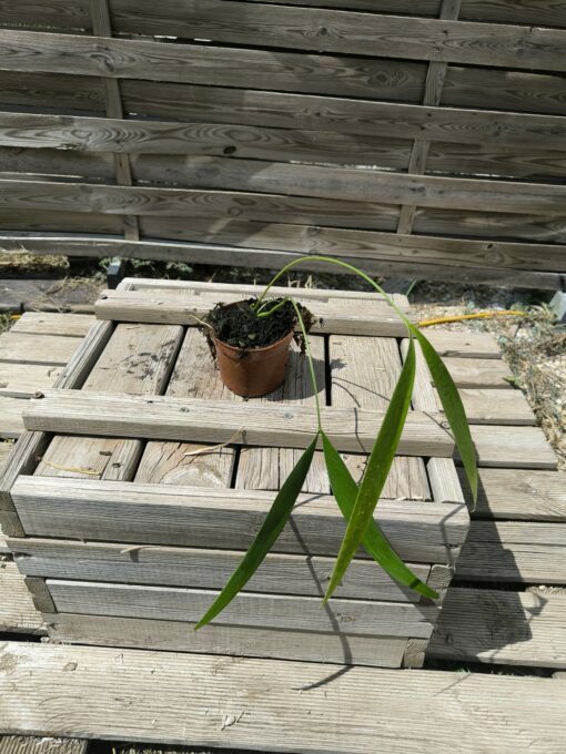 Zamia pseudoparasitica - Image 3