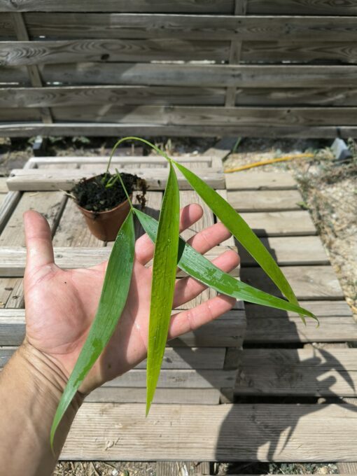 Zamia pseudoparasitica