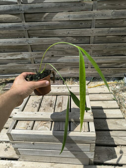 Zamia pseudoparasitica - Image 5