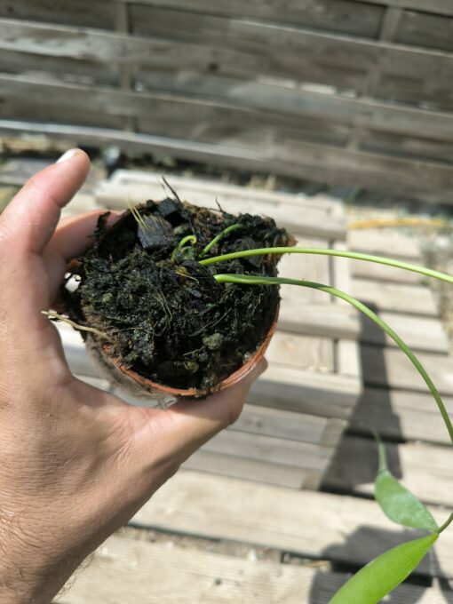 Zamia pseudoparasitica - Image 4