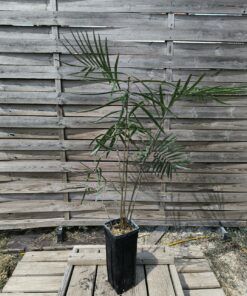 Zamia sp. "Jamaican Giant" mâle avec cône