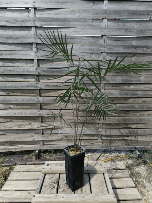 Zamia sp. "Jamaican Giant" mâle avec cône
