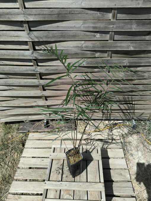 Zamia sp. "Jamaican Giant" mâle avec cône – Image 7