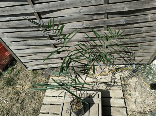 Zamia sp. "Jamaican Giant" mâle avec cône – Image 2