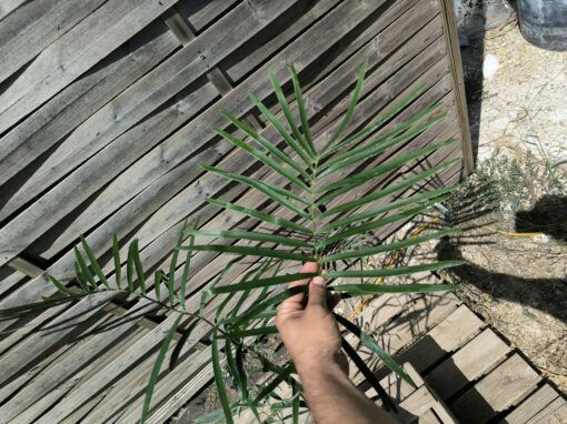 Zamia sp. "Jamaican Giant" mâle avec cône – Image 6