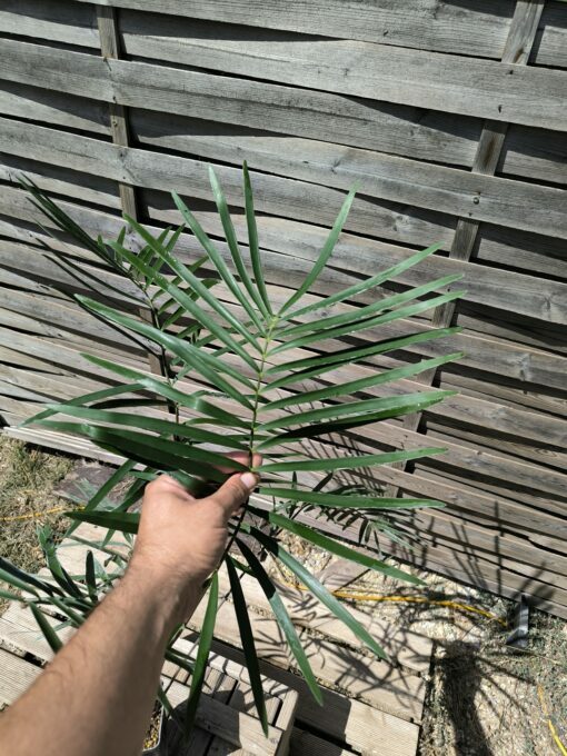 Zamia sp. "Jamaican Giant" mâle avec cône – Image 5