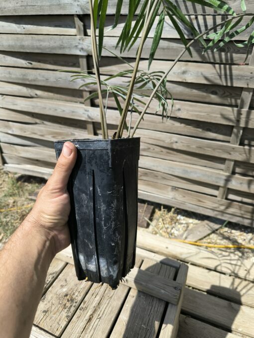 Zamia sp. "Jamaican Giant" mâle avec cône – Image 4