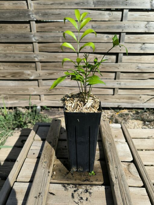 Zamia vazquezii S - Image 4