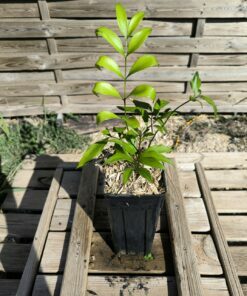 Zamia vazquezii S