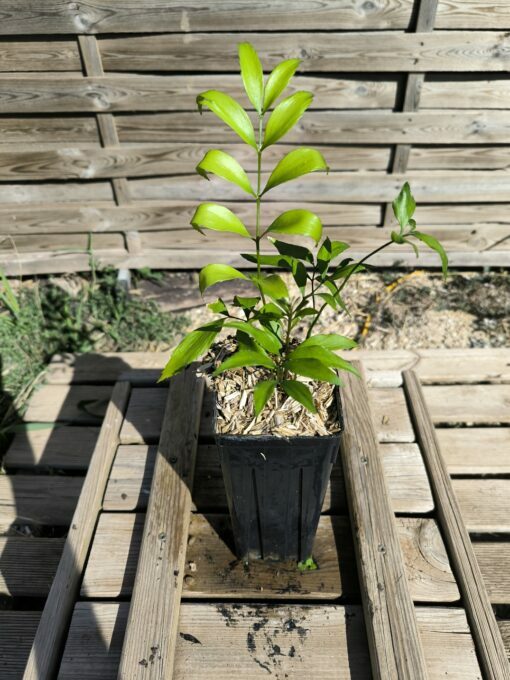 Zamia vazquezii S