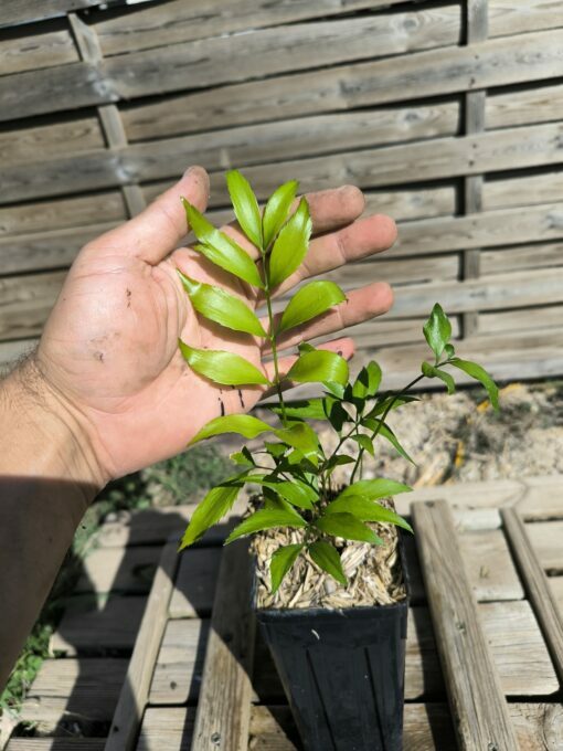 Zamia vazquezii S - Image 5