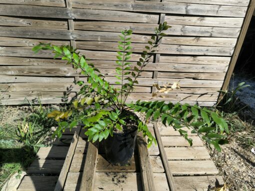 Zamia vazquezii Femelle A – Image 2