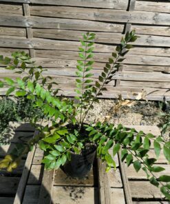 Zamia vazquezii femaleA