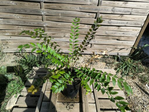 Zamia vazquezii Femelle A