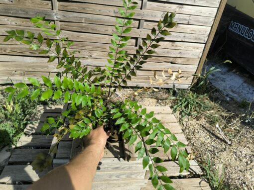 Zamia vazquezii Femelle A – Image 3