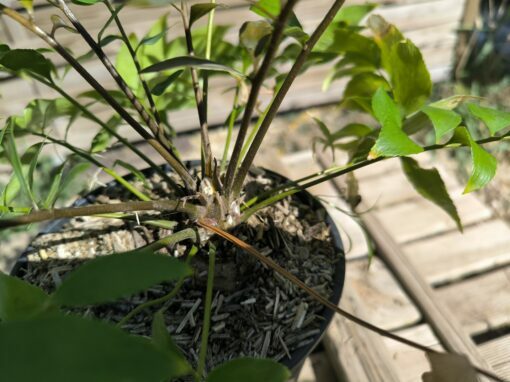Zamia vazquezii Femelle A – Image 5