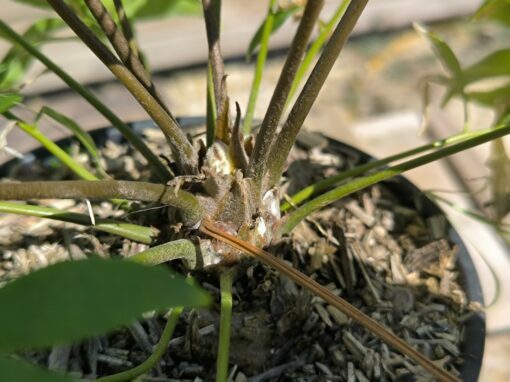 Zamia vazquezii Femelle A – Image 4