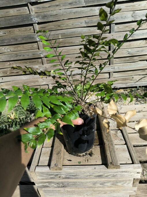 Zamia vazquezii Femelle A – Image 6