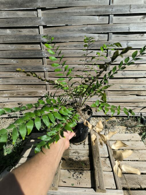 Zamia vazquezii Femelle A – Image 7