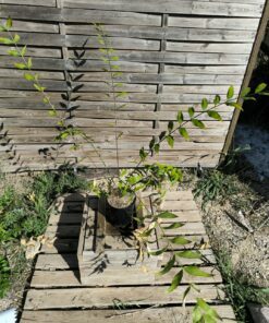 Zamia vazquezii Femelle B