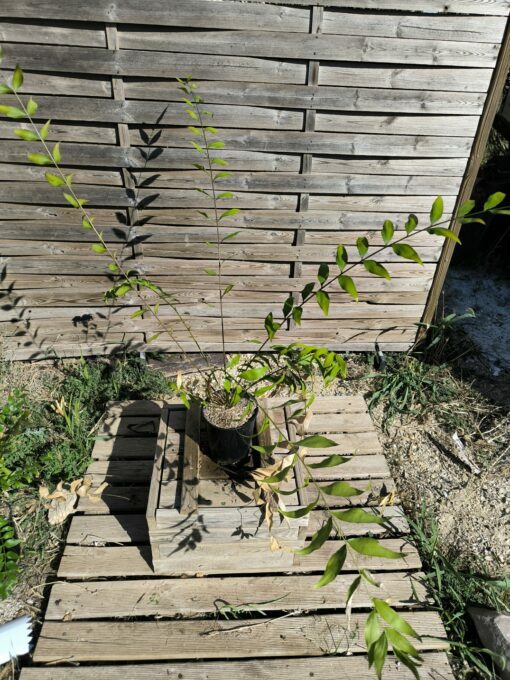 Zamia vazquezii Femelle B