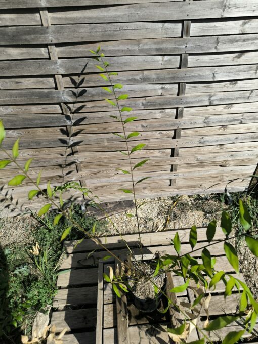 Zamia vazquezii Femelle B – Image 2