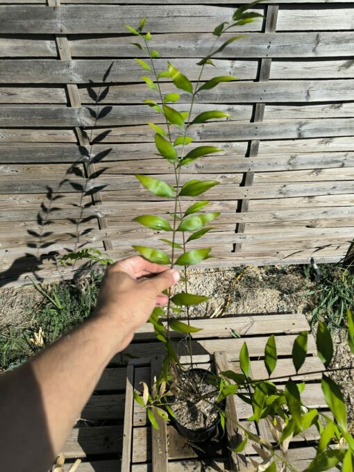 Zamia vazquezii Femelle B – Image 7