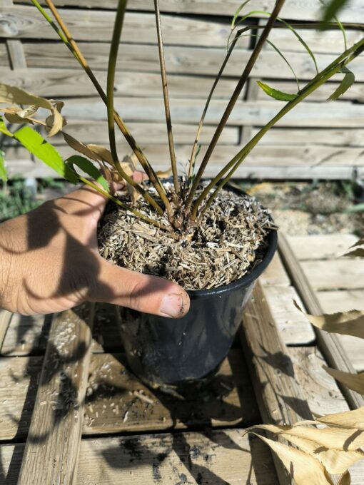 Zamia vazquezii Femelle B – Image 6