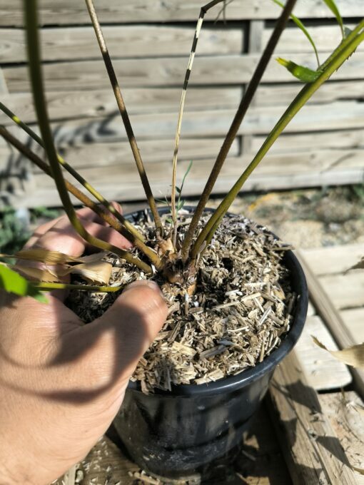Zamia vazquezii Femelle B – Image 4