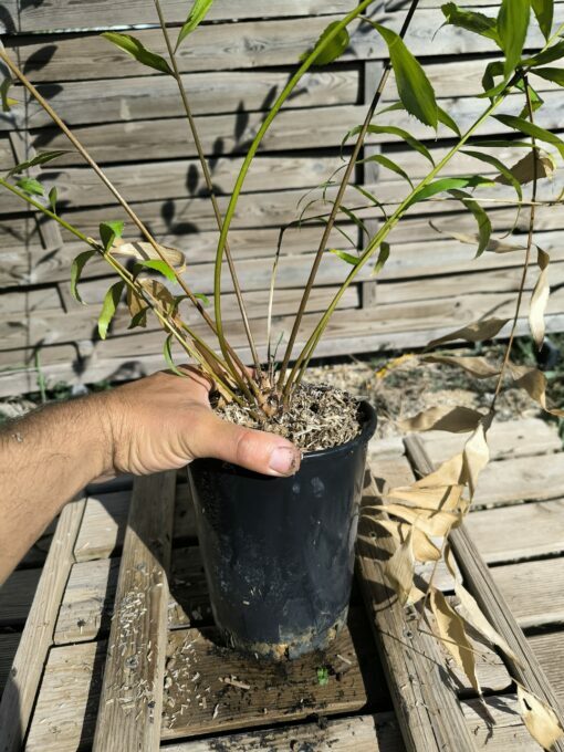 Zamia vazquezii Femelle B – Image 3