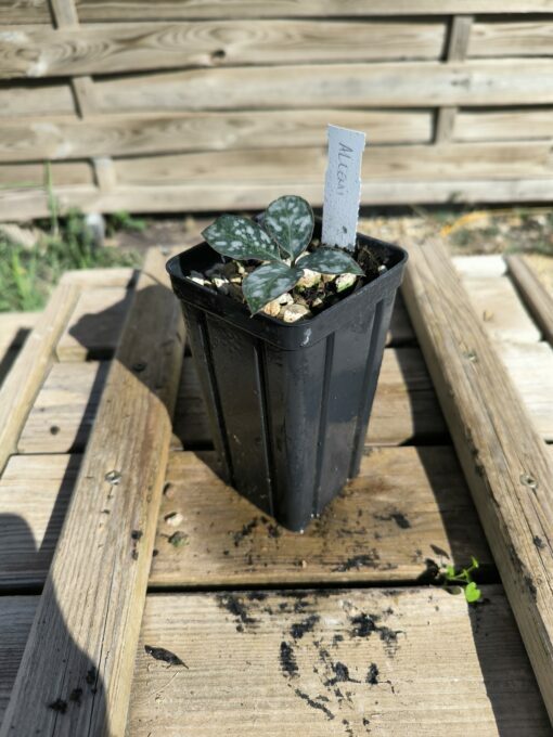 Amorphophallus allenii M – Image 4