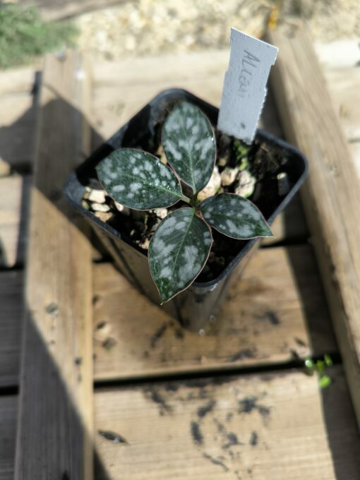 Amorphophallus allenii S