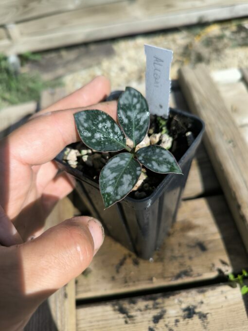Amorphophallus allenii S - Image 2