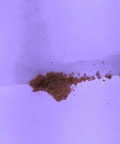 Platycerium madagascariense SPORES Aout 2025