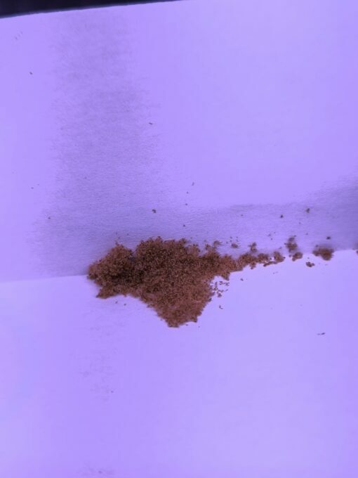 Platycerium madagascariense SPORES Aout 2025