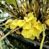 Costus lateriflorus