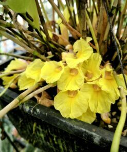 Costus lateriflorus