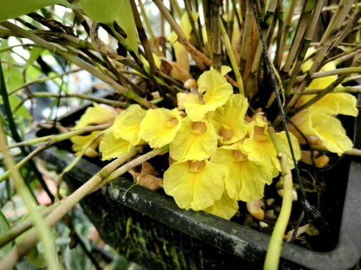 Costus lateriflorus
