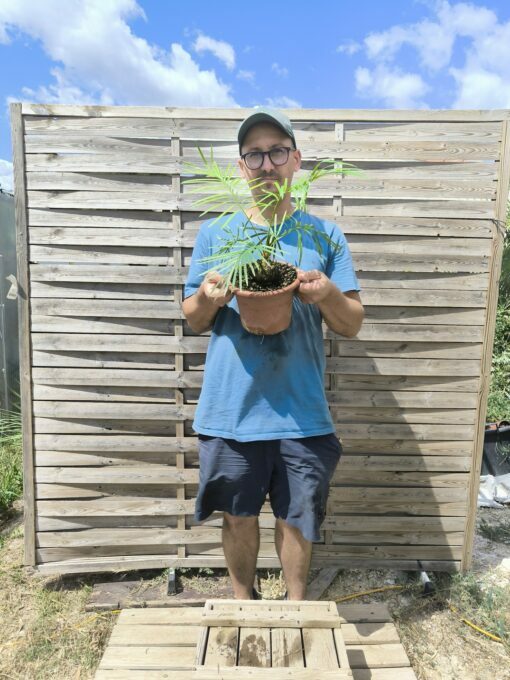 Cycas badensis greffé sur C. revoluta – Image 9