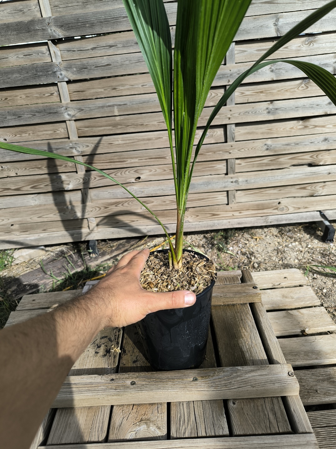 Allagoptera arenaria - Image 2