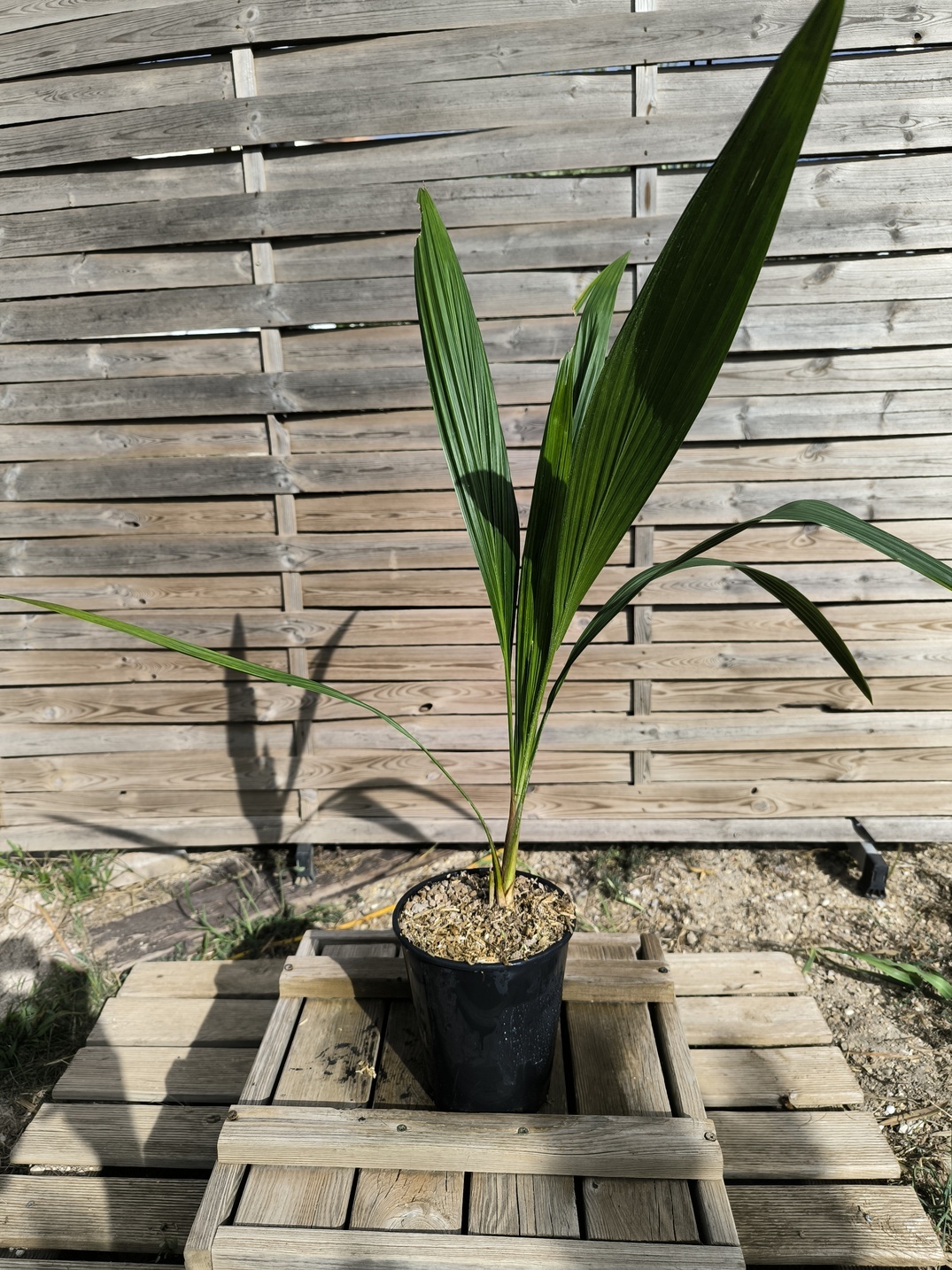 Allagoptera arenaria - Image 6