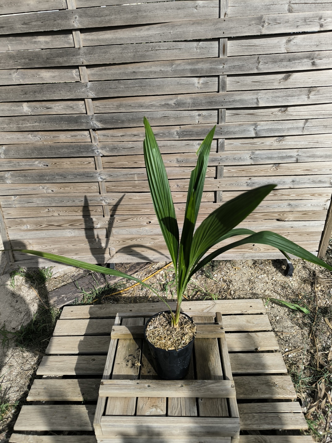 Allagoptera arenaria - Image 5