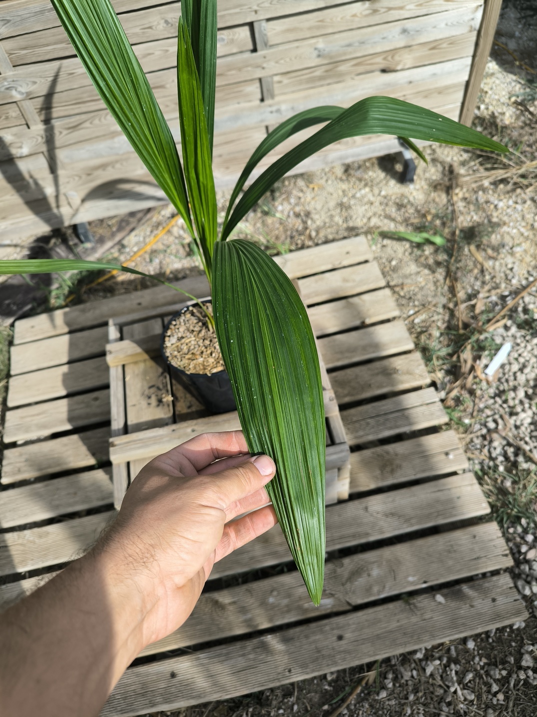 Allagoptera arenaria - Image 4