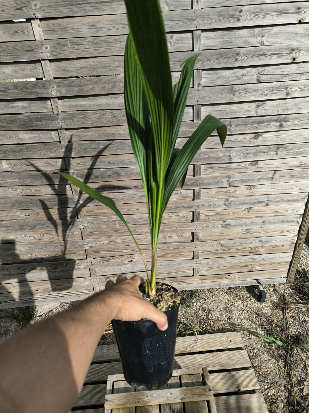 Allagoptera arenaria - Image 3