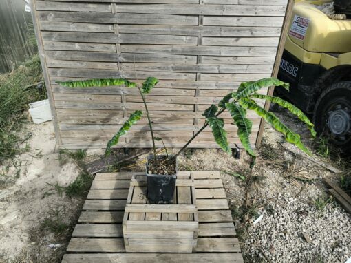 Alpinia rugosa Large
