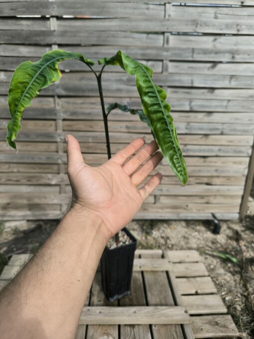 Alpinia rugosa – Image 4